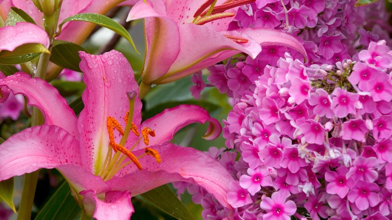Pink lilies and phlox flowers