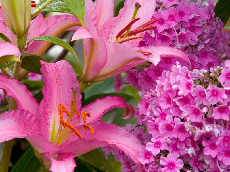 Pink lilies and phlox flowers