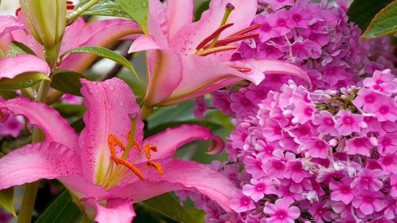 Pink lilies and phlox flowers
