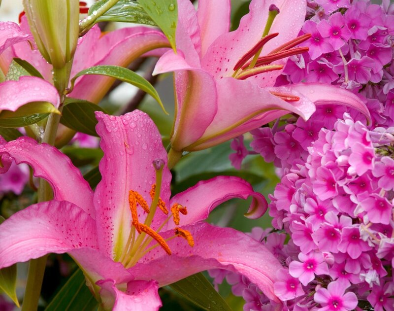 Pink Lilies and Phlox
