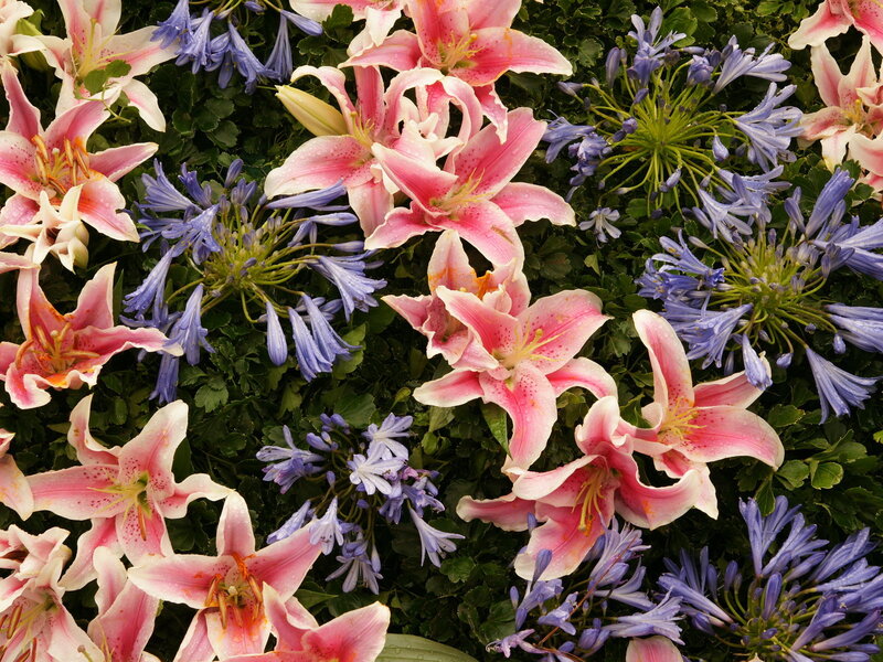 Pink lilies and purple flowers