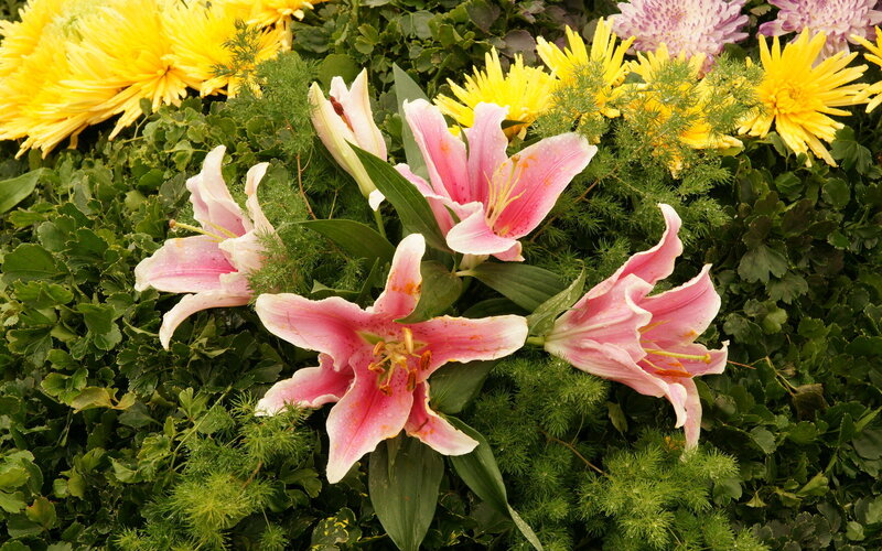 Pink lilies and yellow chrysanthemums