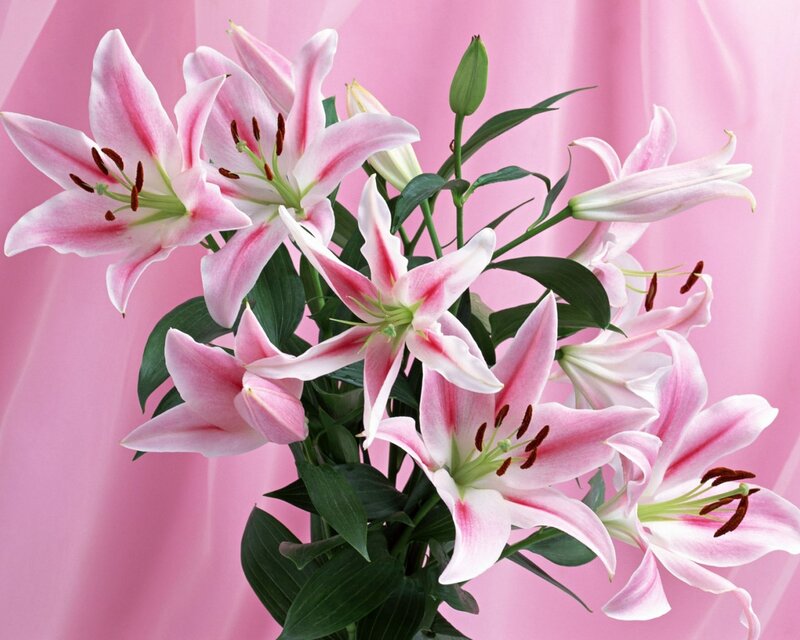 Pink lilies in a bouquet