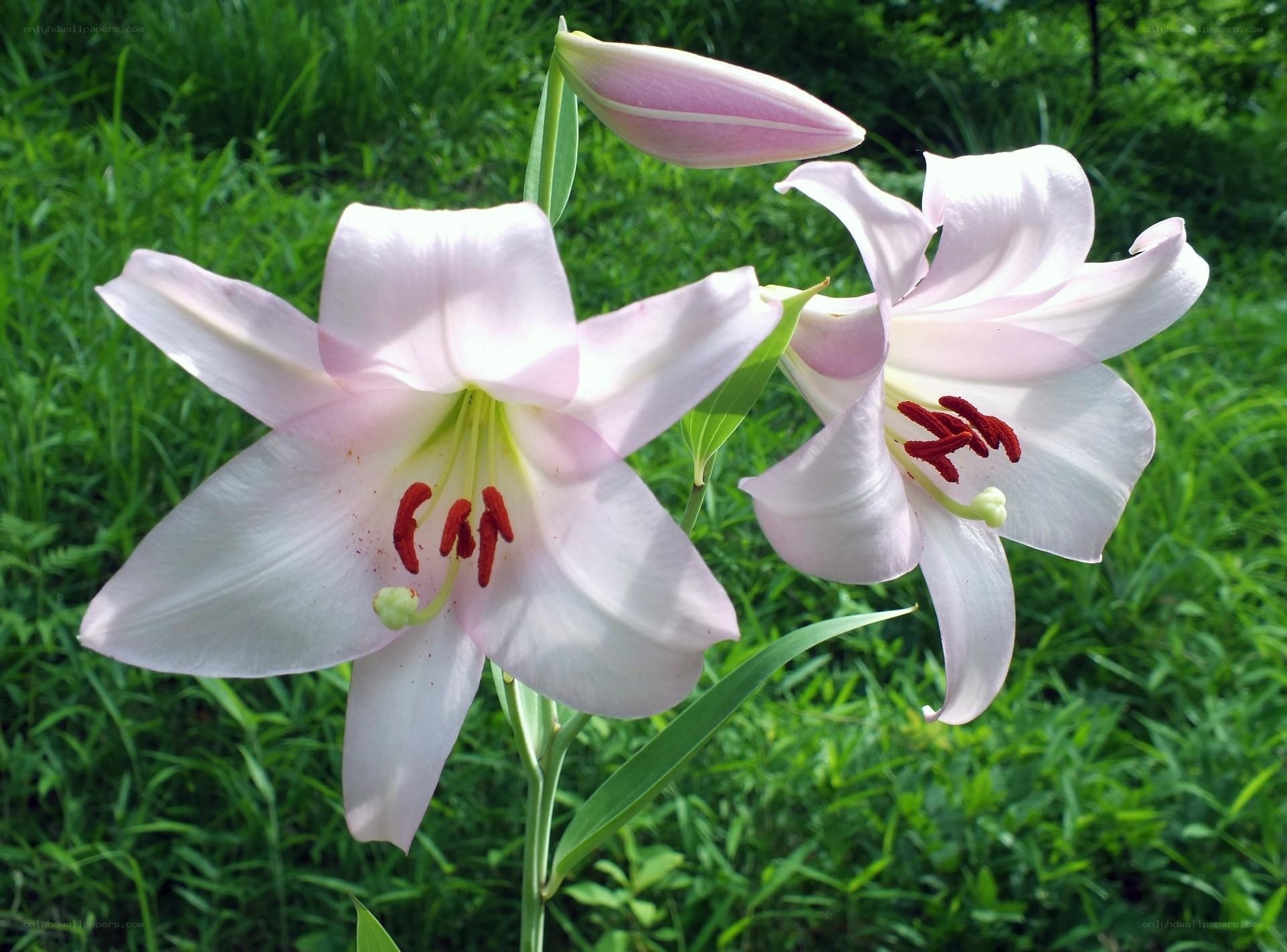 Pink lilies in a garden