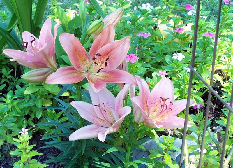 Pink lilies in a garden