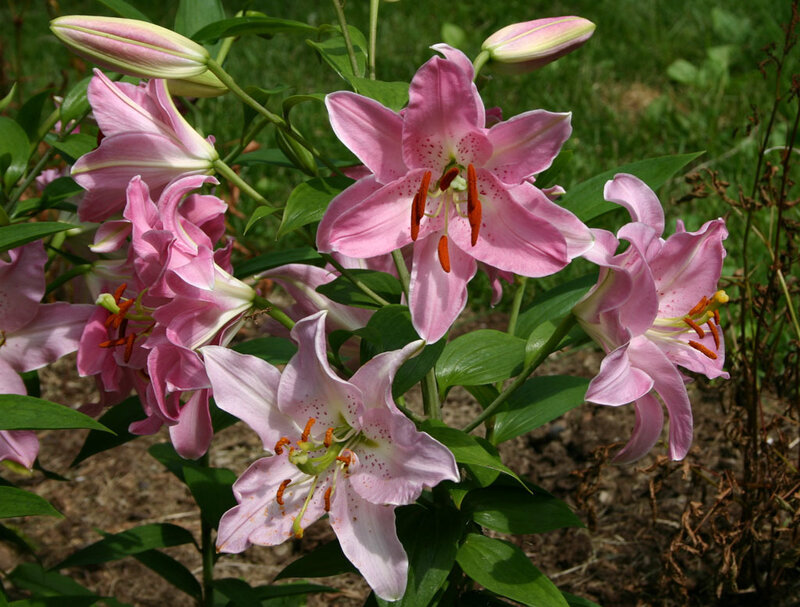 Pink lilies in a garden