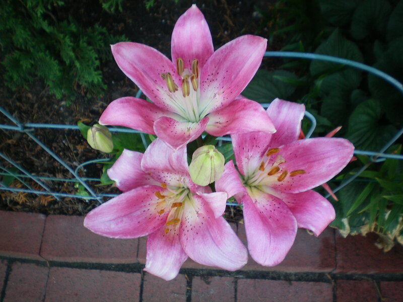 Pink lilies in a garden