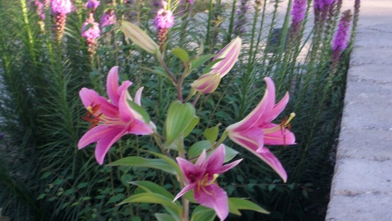 Pink lilies in a garden