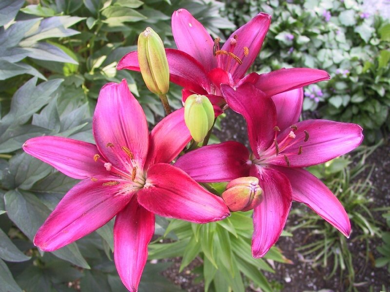 Pink lilies in a garden