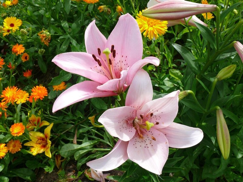 Pink lilies in a garden