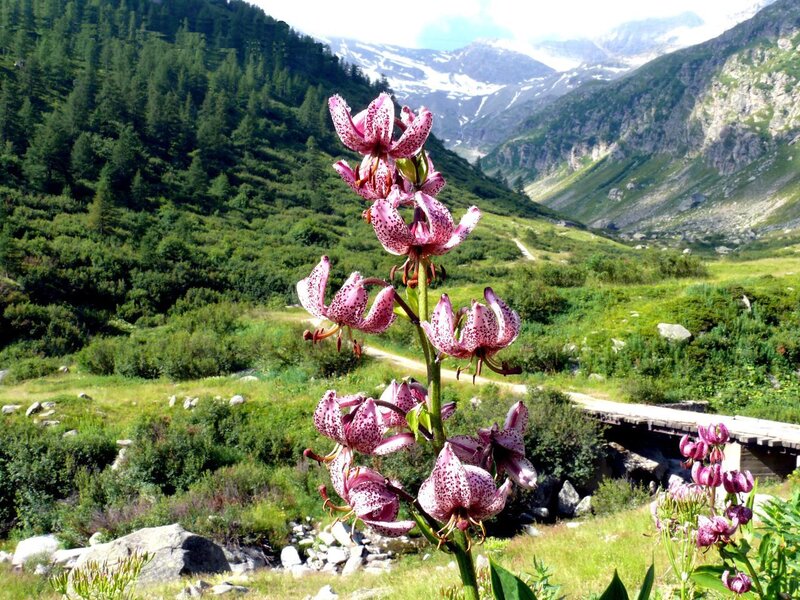 Pink lilies in a mountain valley