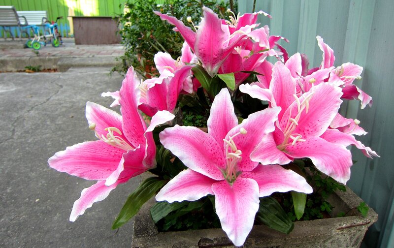 Pink Lilies in a Pot