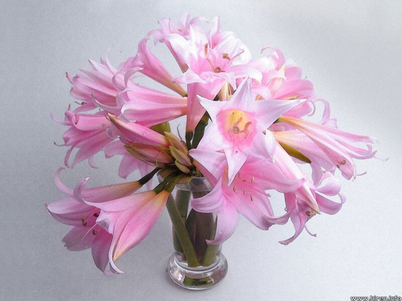 Pink Lilies in a Vase — Calm