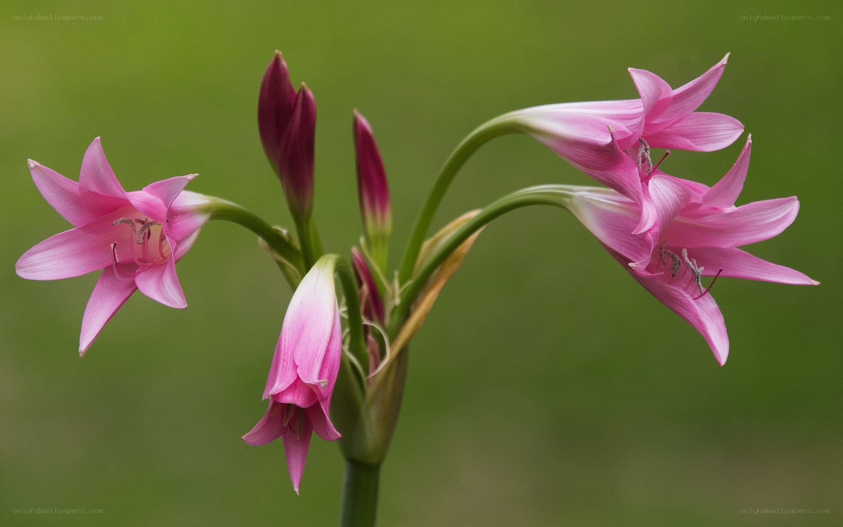 Pink lilies in bloom