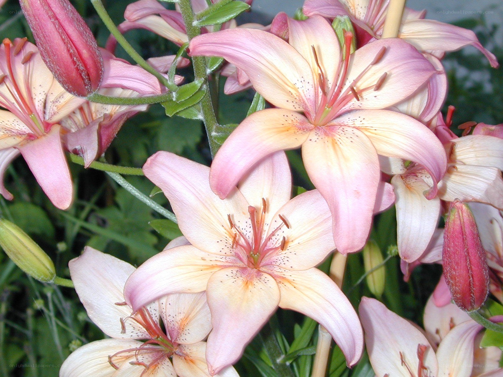 Pink lilies in bloom