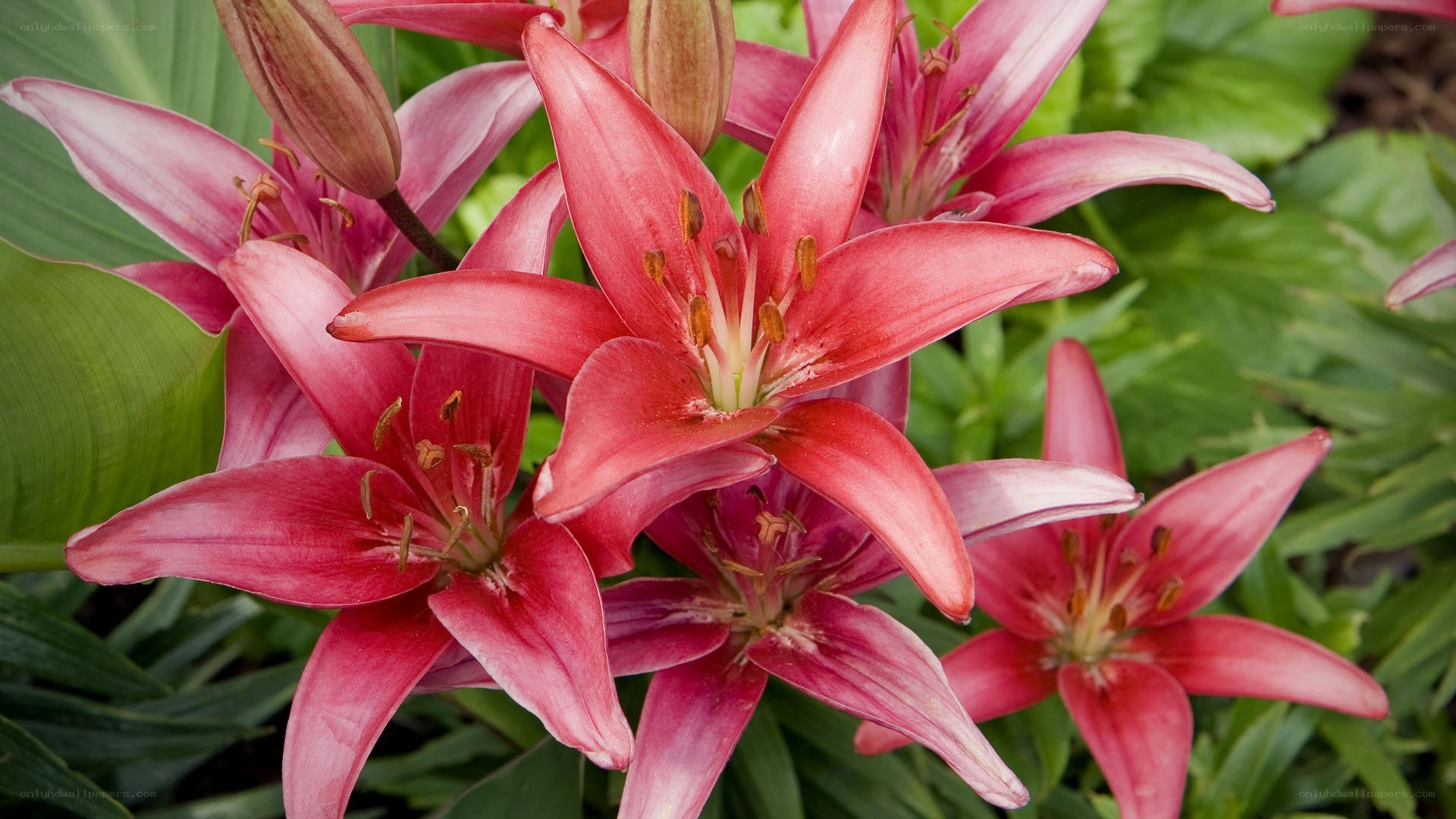 Pink lilies in bloom