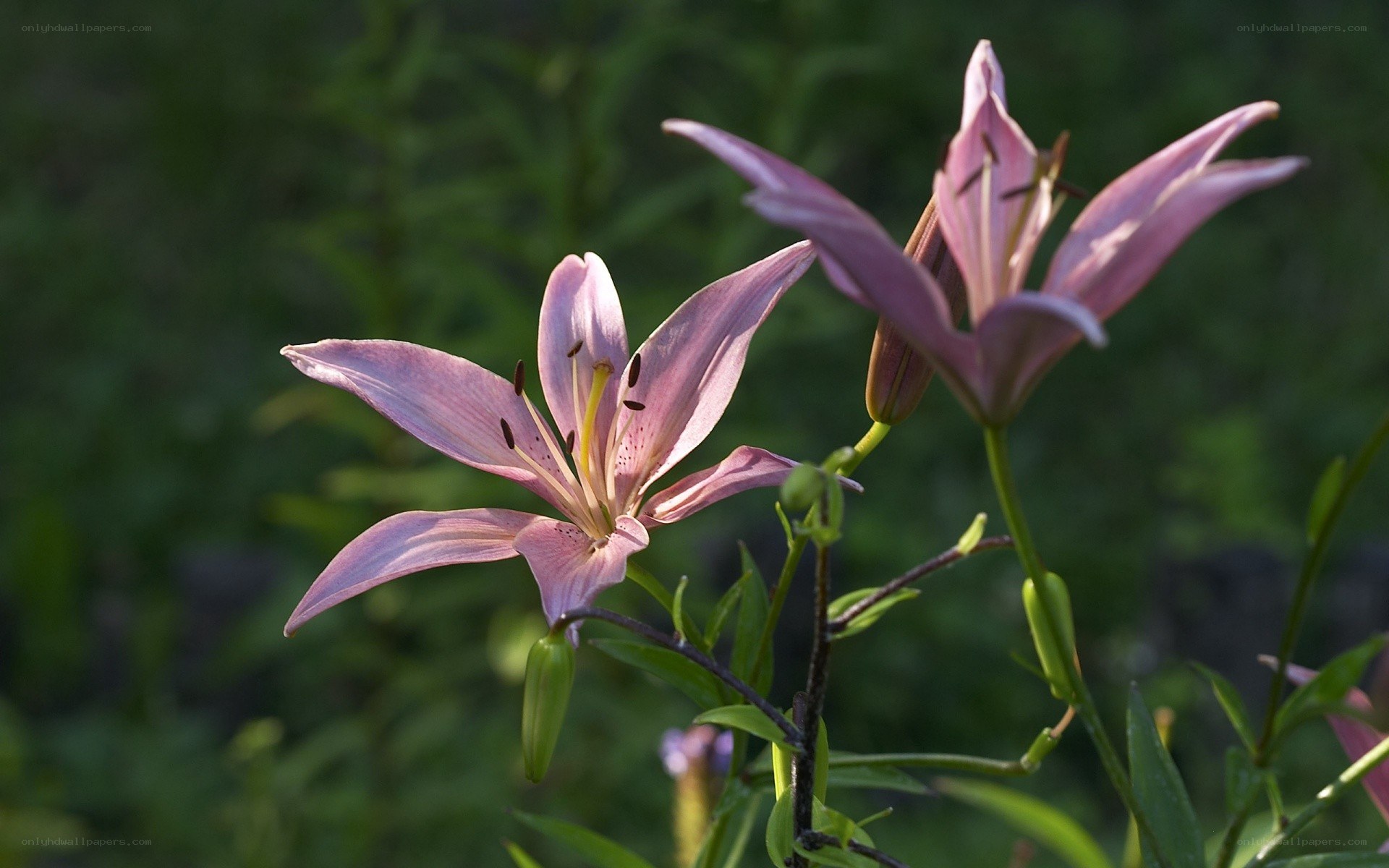 Pink lilies in bloom
