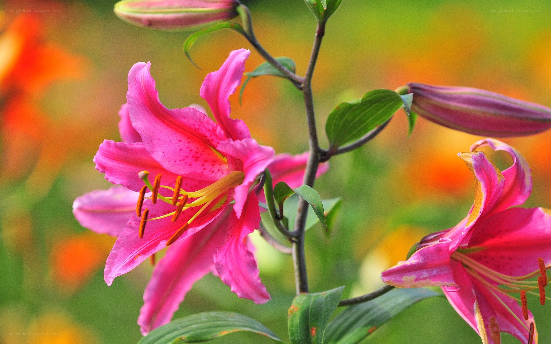 Pink lilies in bloom
