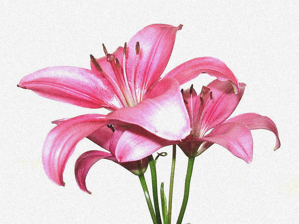 Pink lilies in bloom