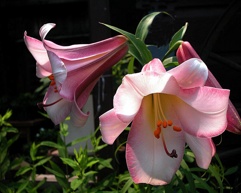 Pink lilies in bloom