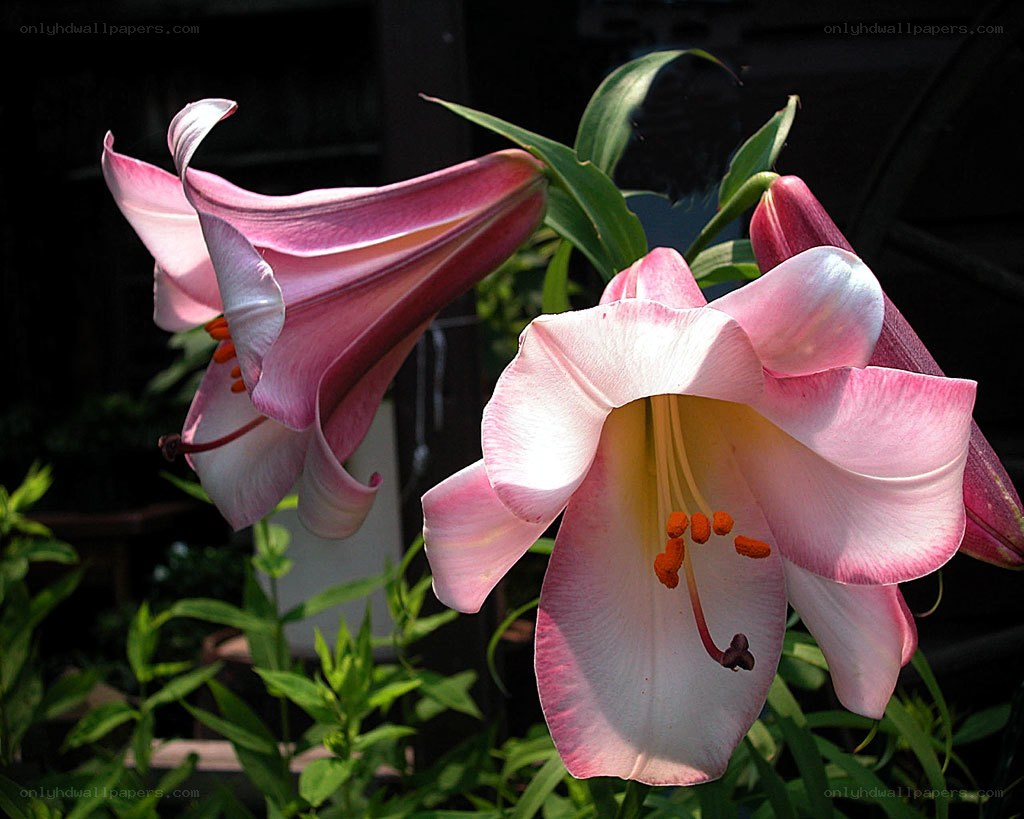 Pink lilies in bloom