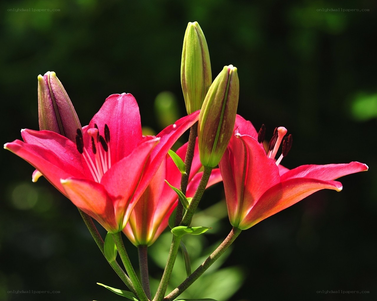 Pink lilies in bloom