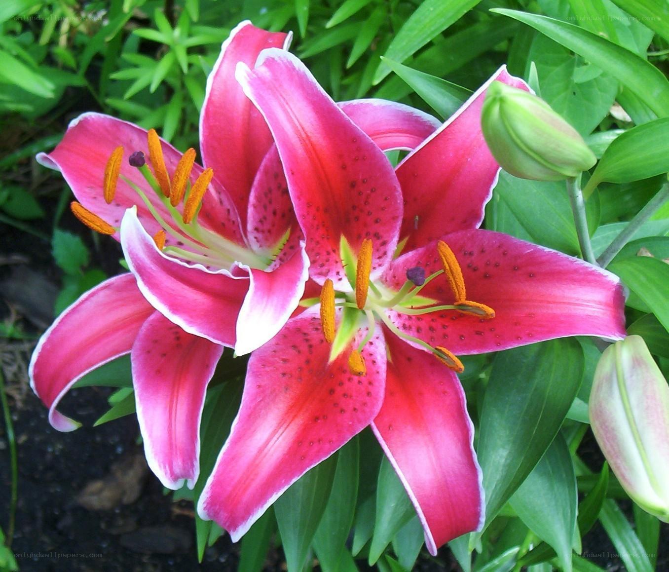 pink lilies in bloom