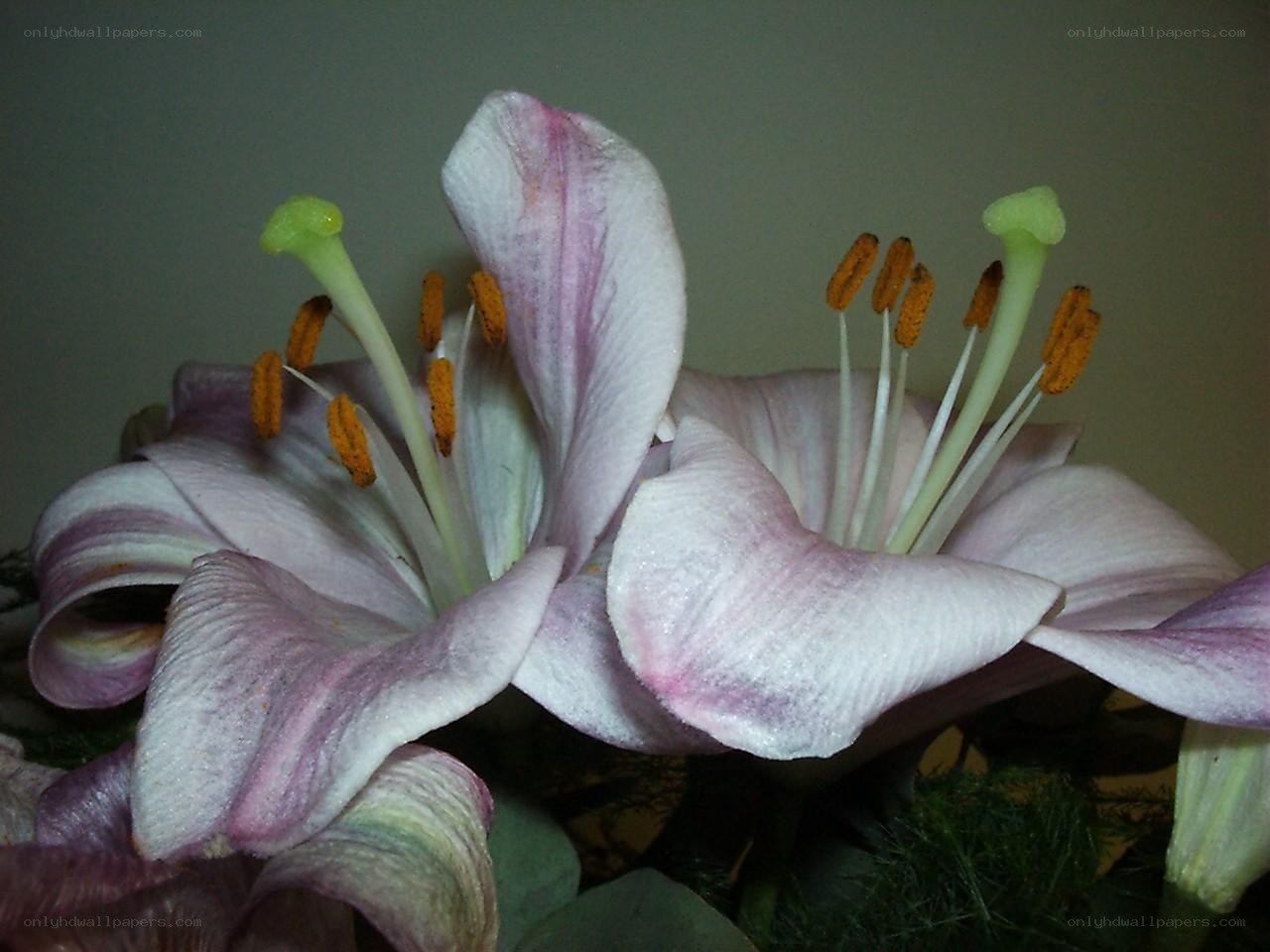 Pink lilies in bloom