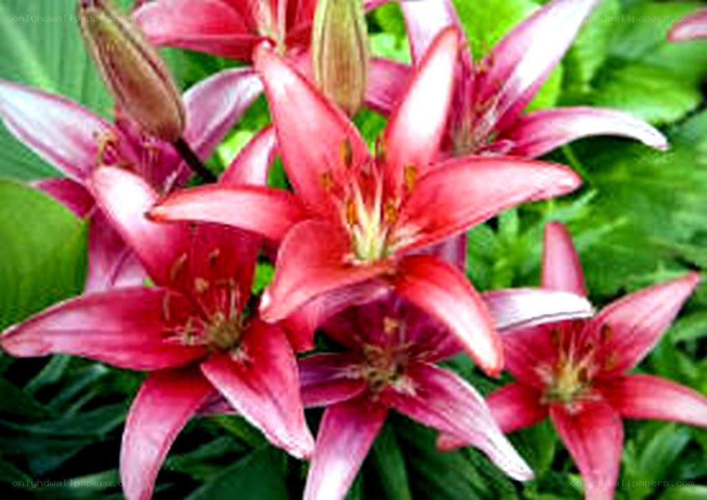 Pink lilies in bloom