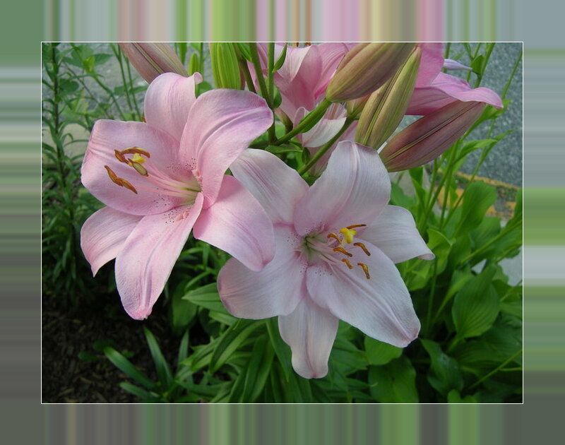 Pink lilies in bloom