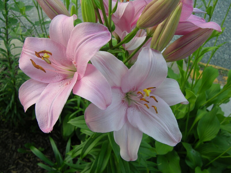 Pink lilies in bloom