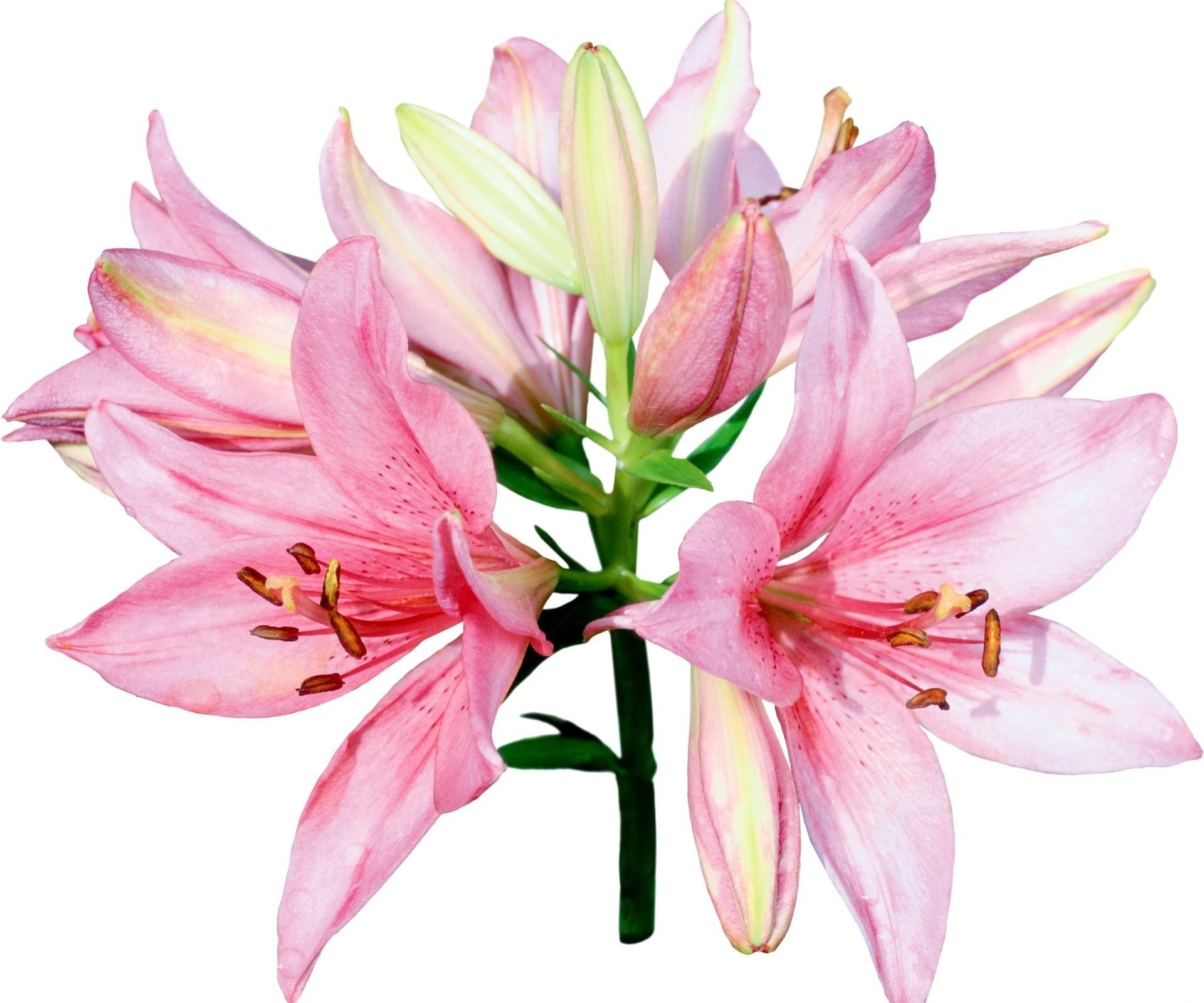 Pink lilies in bloom
