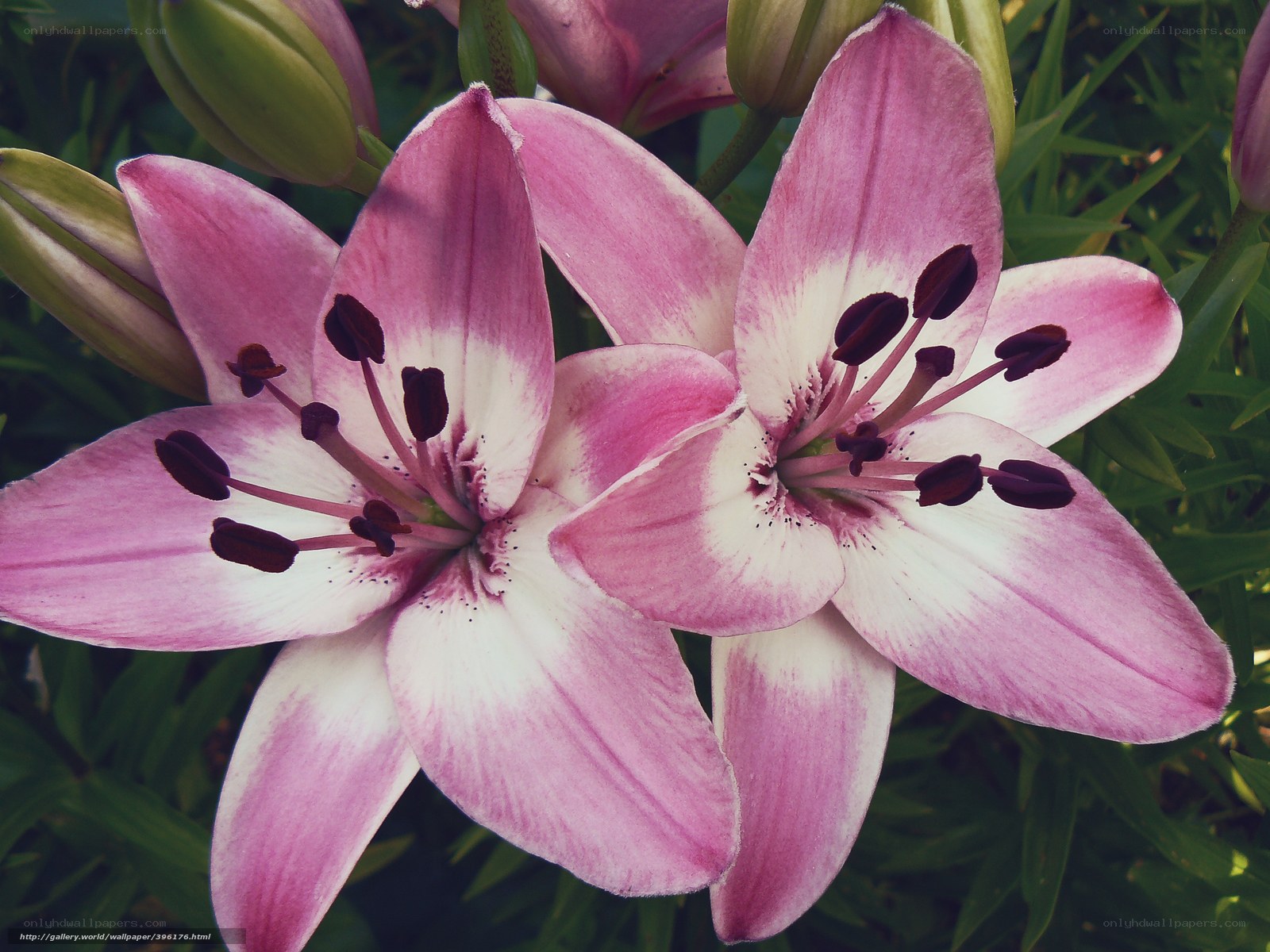 Pink lilies in bloom