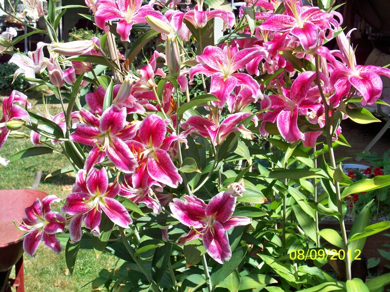 Pink Lilies in Bloom — Bright