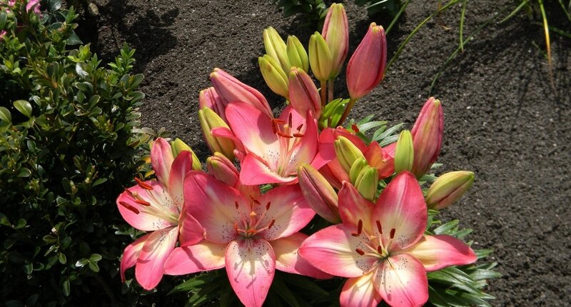 Pink Lilies in Bloom — Calm, Afternoon