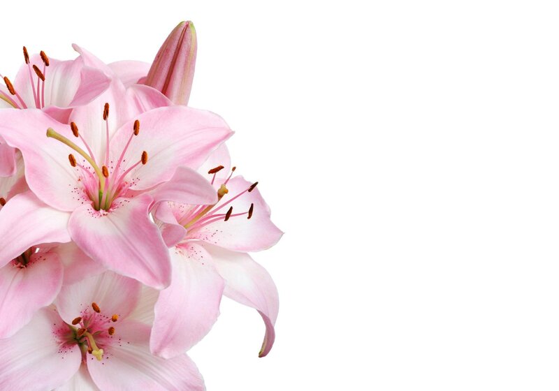 Pink Lilies in Bloom — Calm, Photograph, Buds