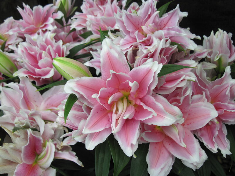 Pink Lilies in Bloom — Calm, Photograph