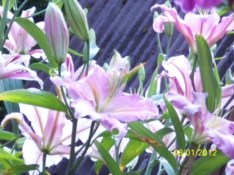 Pink Lilies in Bloom — Calm, Spring