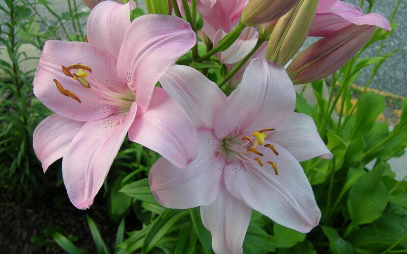 Pink Lilies in Bloom — Calm, Summer