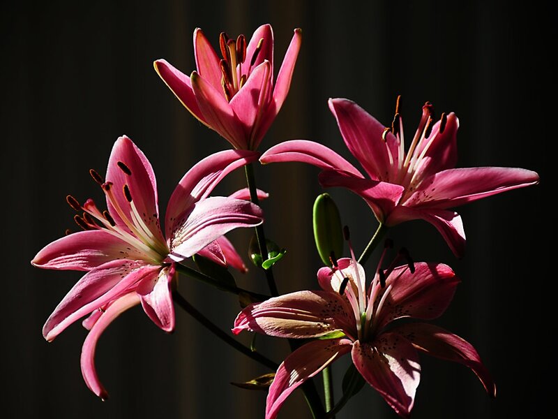 Pink Lilies in Bloom — Dramatic, Photograph, Buds