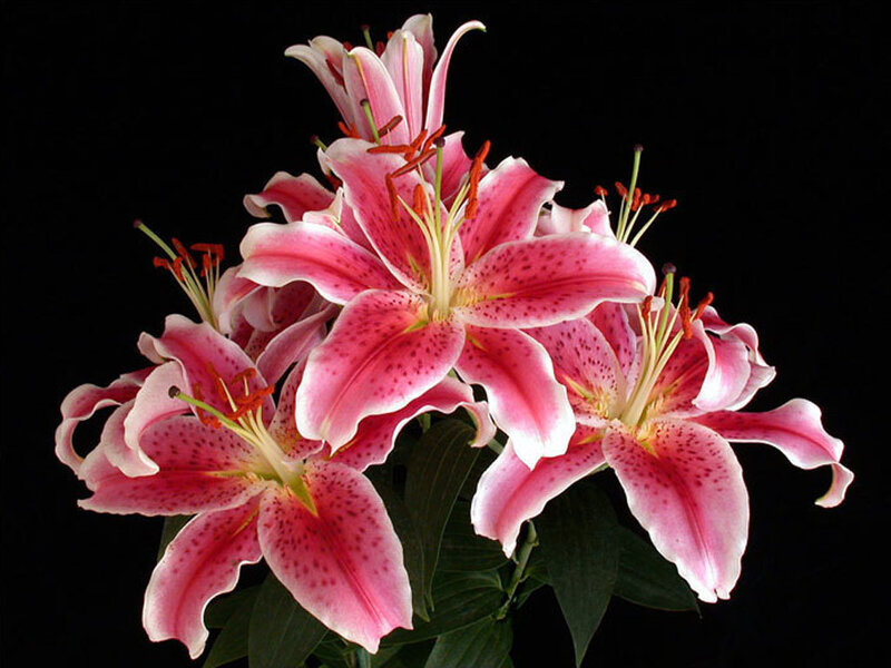 Pink Lilies in Bloom — Dramatic, Photograph