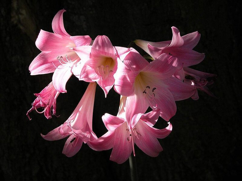 Pink Lilies in Bloom — Dramatic
