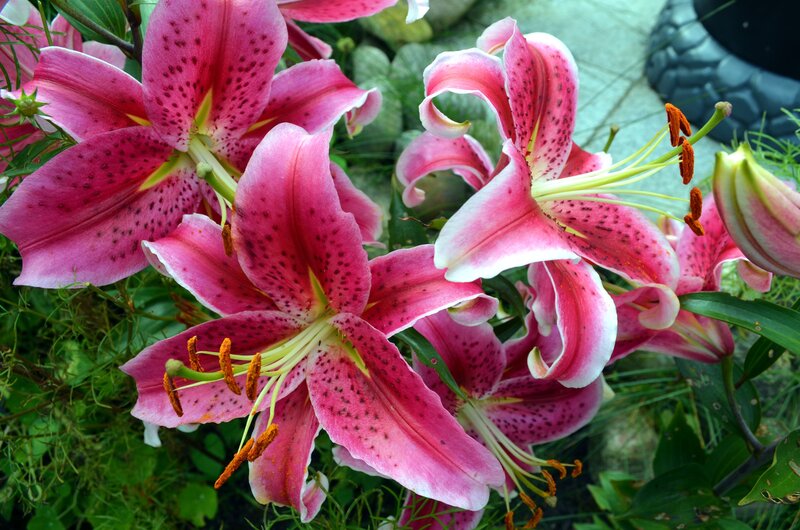 Pink Lilies in Bloom — Natural, Afternoon