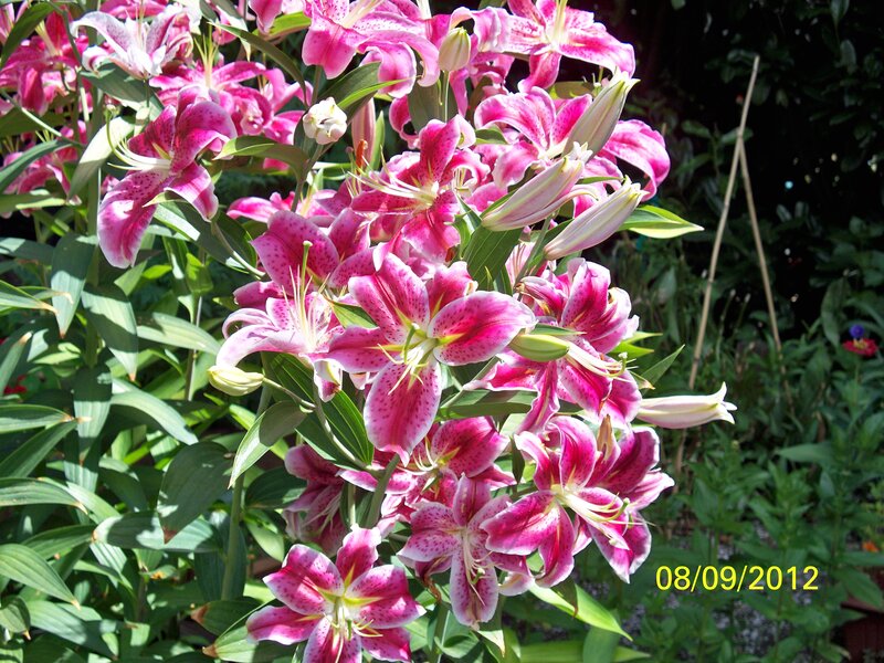 Pink Lilies in Bloom — Natural