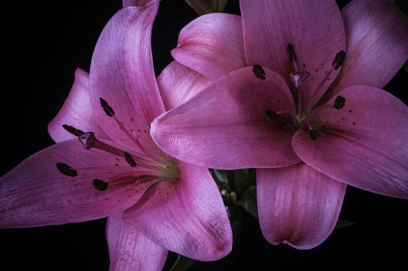 Pink Lilies in Bloom — Purple