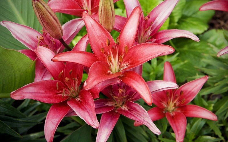 Pink Lilies in Bloom — Red