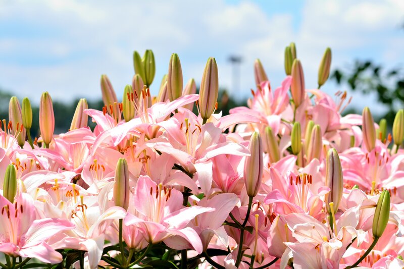 Pink Lilies in Bloom — Serene, Afternoon, Photograph, Buds