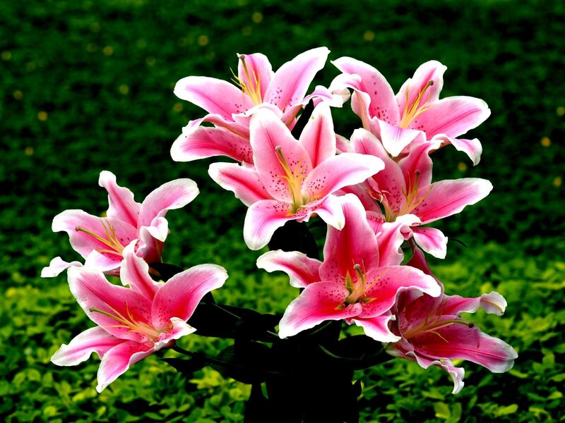 Pink Lilies in Bloom — Serene, Afternoon