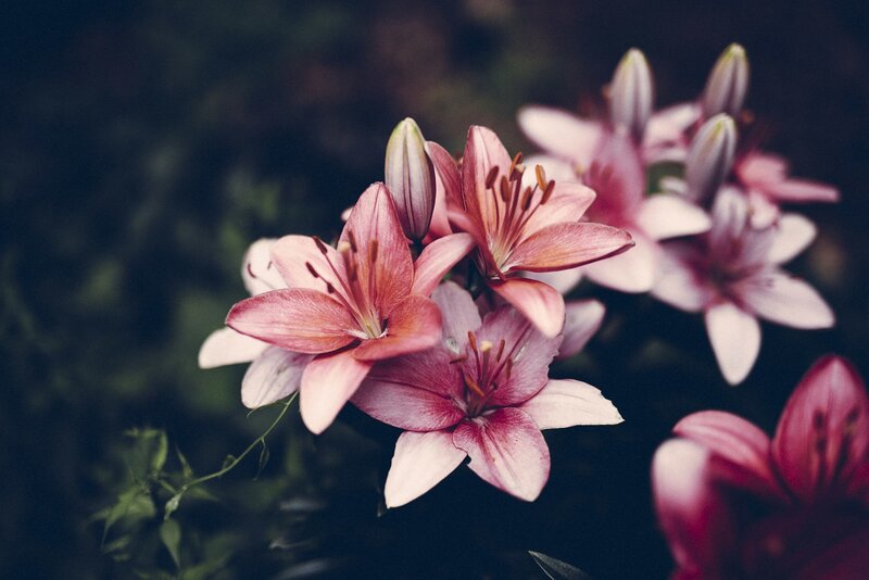 Pink Lilies in Bloom — Serene, Photograph, Buds, Stamen, Leaves