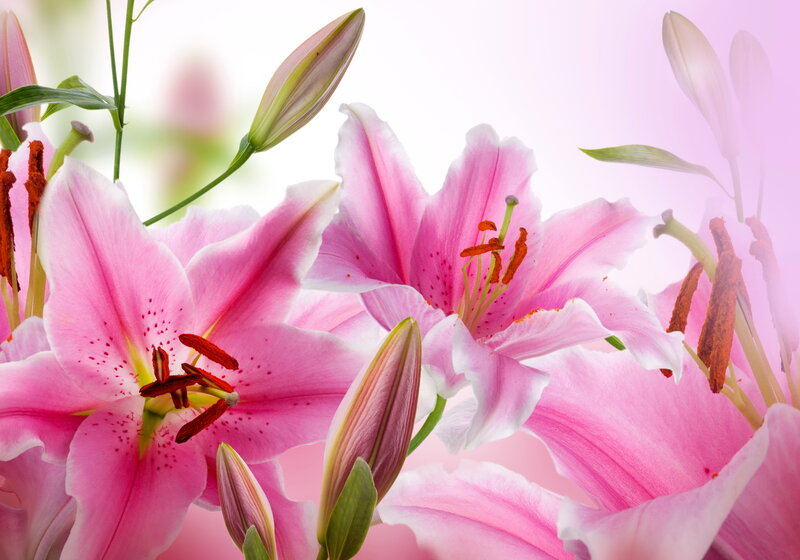 Pink Lilies in Bloom — Serene, Photograph, Buds, Stamen